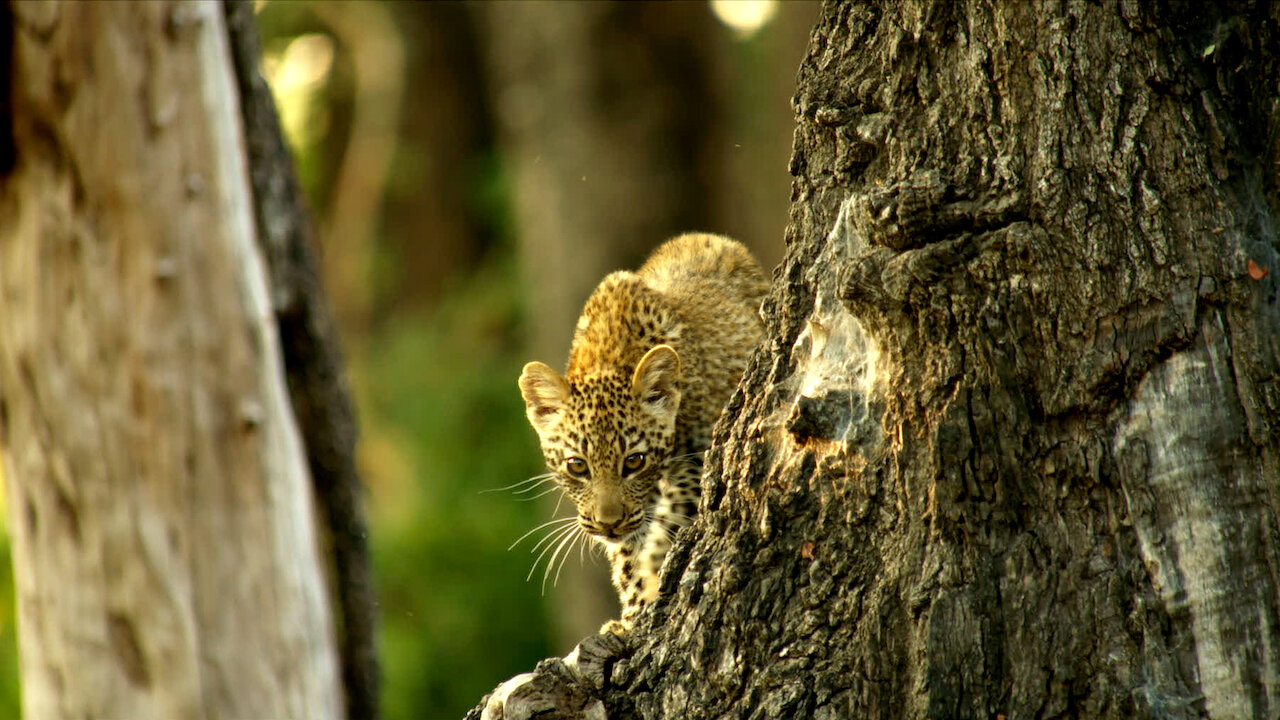Netflix Tree Watch Trees of Life | Netflix